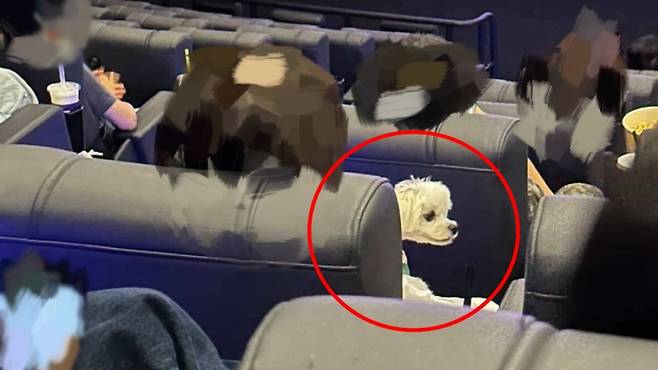 상영관에서 반려견을 품에 안고 영화를 시청하는 관람객 (사진, SNS)