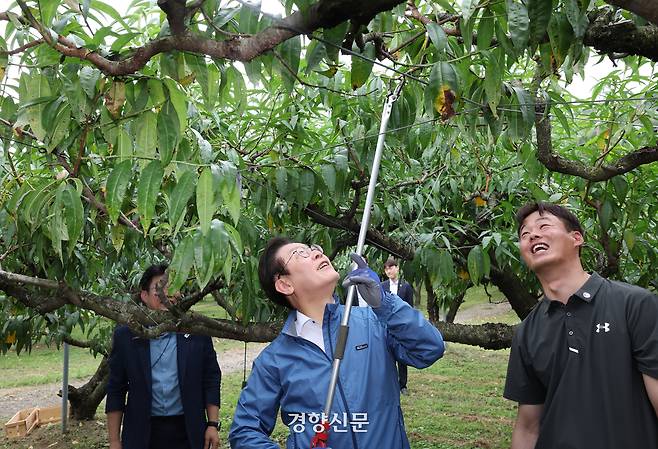 이재명 대통령이 16일 세종시 전동면 조일농장에서 열린 청년 농업인 간담회를 하기 전 복숭아나무 가지치기 체험을 하고 있다. 대통령실사진기자단