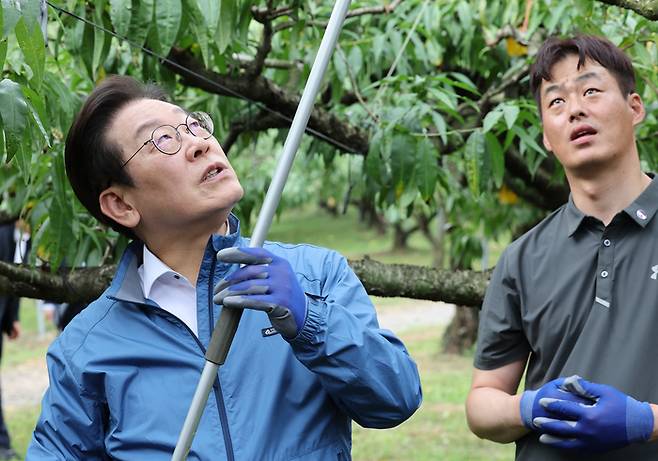 이재명 대통령이 16일 세종시 전동면 조일농장에서 열린 청년 농업인 간담회에 앞서 복숭아 나무 가지치기 체험을 하고 있다. 2025.9.16. 대통령실사진기자단  김호영기자