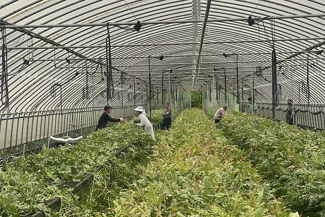 [세종=뉴시스] 한국농업기술진흥원(농진원)은 부산대 안성광 교수팀과 함께 '수박 고상재배장치' 현장 실증사업을 전국 4개 권역(경남 창원·전북 고창·경기 안성·충북 제천)에서 추진하고 있다고 16일 밝혔다. 사진은 고상재배장치 농작업 모습. (사진=농진원 제공) 2025.09.16. photo@newsis.com *재판매 및 DB 금지