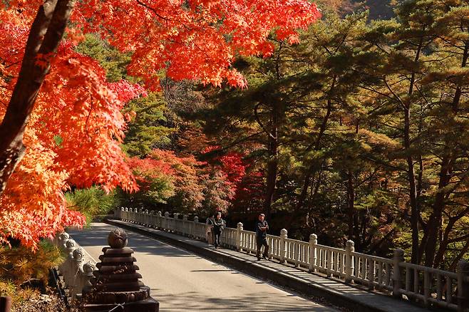 산청군 대원사 계곡길 단풍 전경 ⓒ산청군