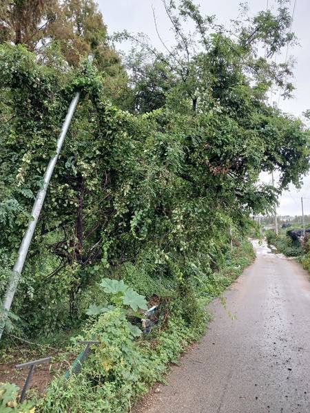 오늘(15일) 오후 1시 9분쯤 남동구 만수동에서 나무 전도 사고가 발생했다. [사진=인천소방본부]&nbsp;