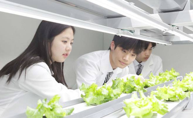 천안제일고 스마트팜과 학생들이 직접 키운 작물을 관리하고 있다. /충남교육청 제공