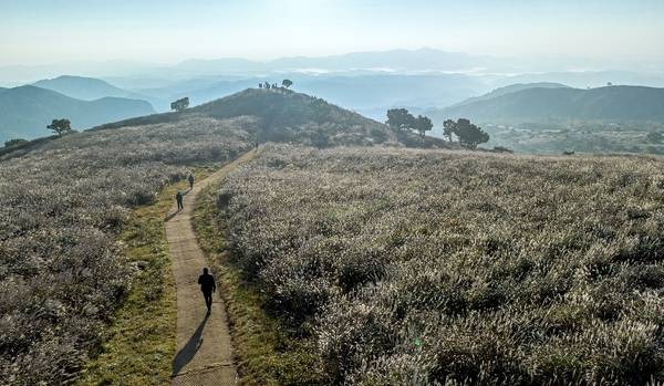 이른 아침 햇살을 받아 은빛으로 반짝이는 황매산 억새. /합천군