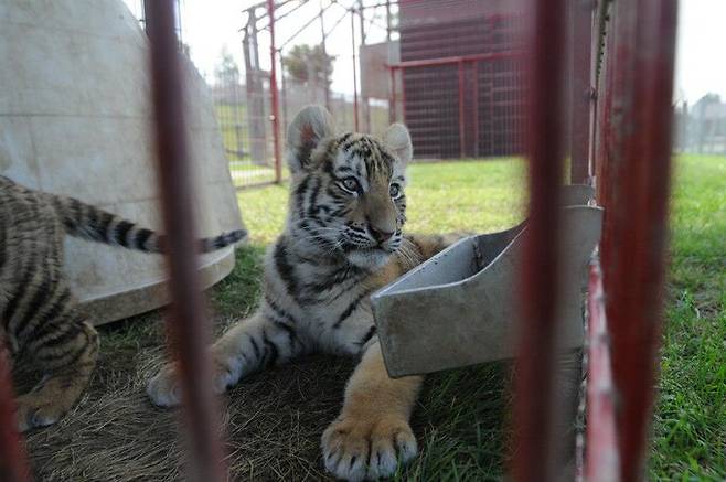 캐나다 생물학자 로브 레이들로 ‘주체크 캐나다’ 대표는 1984년 고향인 캐나다 온타리오주의 ‘길거리 동물원’의 비참한 환경을 본 뒤 지난 40여년간 동물원·수족관 등에 갇힌 동물 복지를 개선하는 활동을 이어오고 있다. 주체크 캐나다 제공