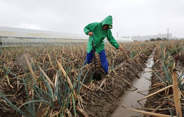 최악 가뭄으로 재난사태가 선포된 강원 강릉지역에 지난 13일 단비가 내리자 농민 김동창(69)씨가 자신의 말라죽은 대파밭에서 뒤늦게 단비가 내린 것을 아쉬워하고 있다. 연합뉴스