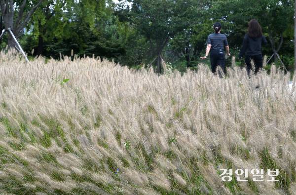 완연한 가을 날씨를 보인 18일 오후 수원시 팔달구 서호공원에서 시민들이 수크령 사이를 산책하며 즐거운 시간을 보내고 있다. 2025.9.18 /최은성기자 ces7198@kyeongin.com