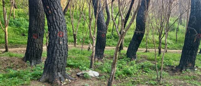 고운사 천년숲길에 불탄 소나무가 사망선고를 받은 듯 붉은 페인트로 O로 표시를 해뒀다.