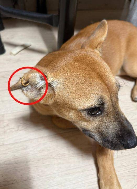 반려견이 귀걸이를 하고 있는 모습. 인스타그램 캡처