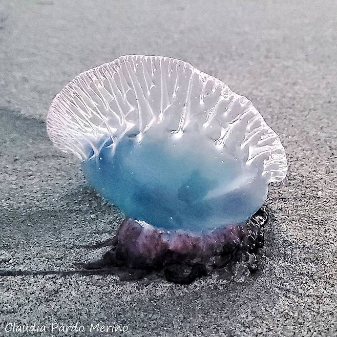 [IMAGINE OUR FLORIDA 캡처]