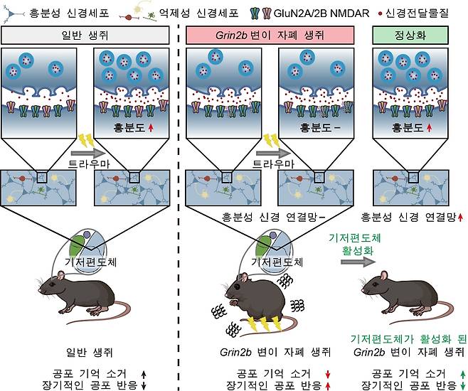 기저 편도체의 흥분성 신경세포 활성화  [IBS 제공. 재판매 및 DB 금지]