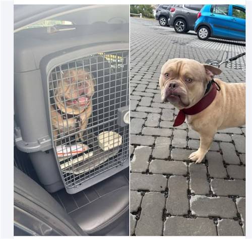 공항서 유기된 아메리칸불리 [출처=벨기에 동물보호소 SRPA 베웨이드 페이스북 계정. 재판매 및 DB 금지]