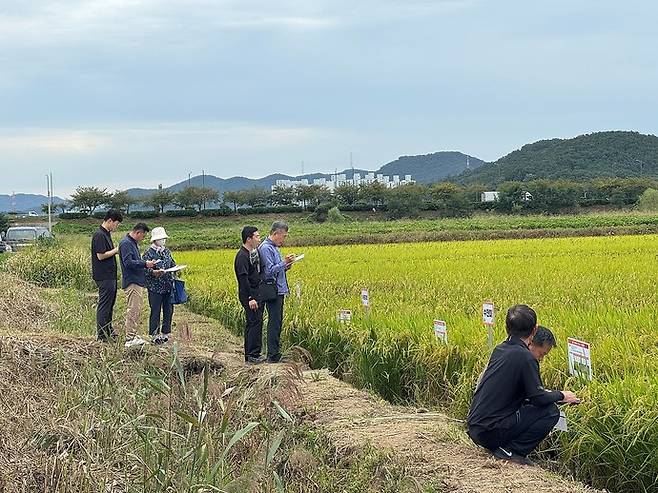 지역특화 벼 품종 선정을 위한 현장평가회 현장.사진=시흥시