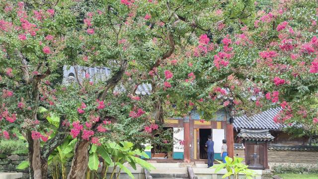 배롱나무꽃이 화사하게 핀 경북 김천시 직지사 사명각 앞에서 신도들이 절을 하고 있다. 남태우 기자