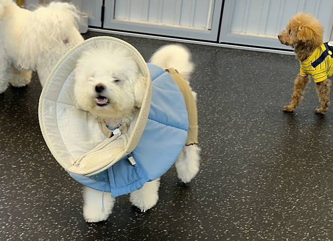 넥카라 두 겹 차고 생활하던 로또(로또 보호자 제공) ⓒ 뉴스1