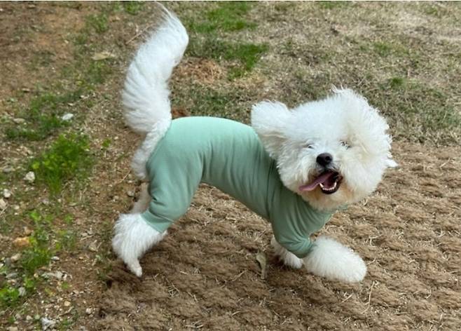 알레르기 검사 결과 집먼지진드기가 원인으로 밝혀진 로또는 면역요법 후 넥카라를 벗고 신나게 뛰어놀 수 있게 됐다(로또 보호자 제공). ⓒ 뉴스1