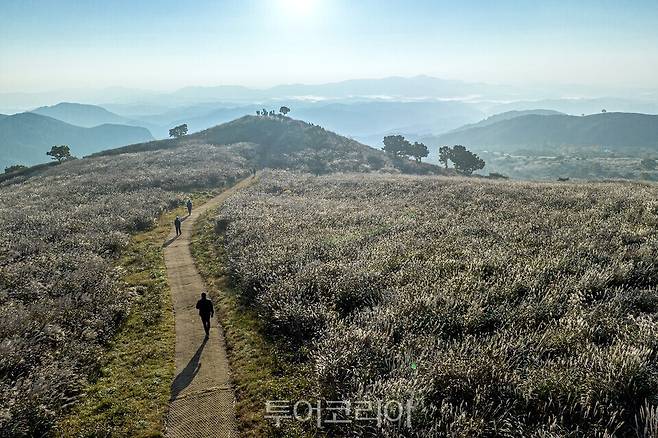 황매산 억새/사진=합천군