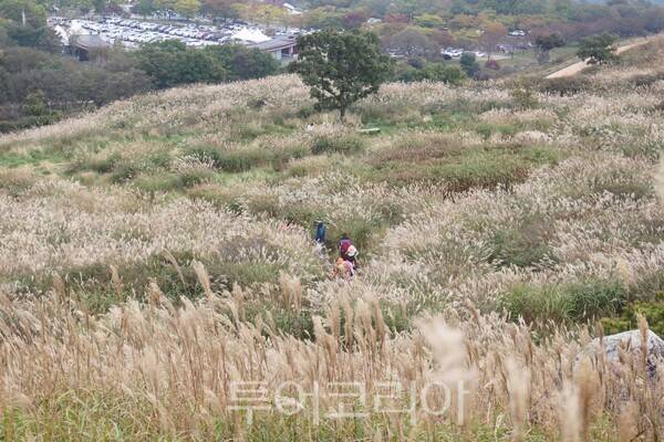 황매산 억새/사진=합천군