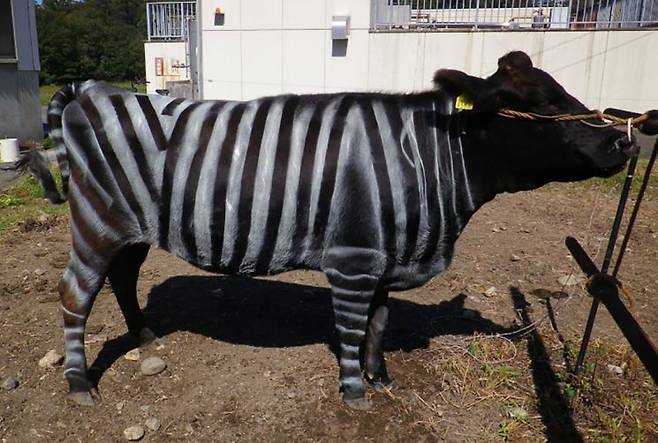 일본 연구진이 검은 소에 얼룩말과 바슷한 줄무늬를 그린 결과 모기, 쇠파리 등이 달라붙는 횟수가 절반으로 줄었다. PLOS ONE저널의 일본 연구진 연구 보고서