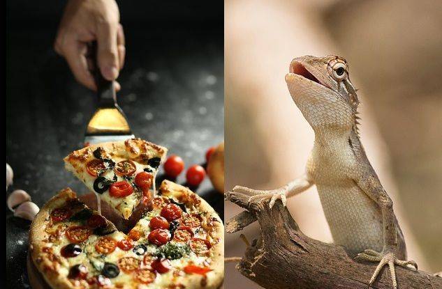 토고의 무지개 도마뱀이 선택권이 주어졌음에도 불구하고 4가지 치즈가 들어간 피자를 극도로 선호한다는 연구가 이그노벨상을 수상했다. 기사 이해를 돕기 위한 사진이미지.