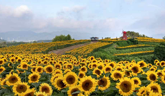 경상남도 함안군 법수면 강주리 (제19회 농촌경관 사진․영상공모전) ⓒ농식품부