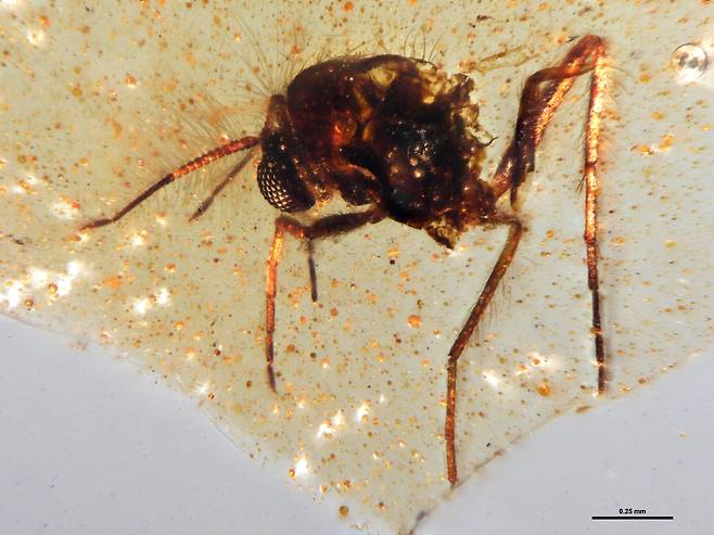 남미 에콰도르 채석장에서 나온 호박에 담긴 1억 1200만년 전 각다귀. 공룡과 같이 살았던 곤충이다./Mónica Solórzano-Kraemer