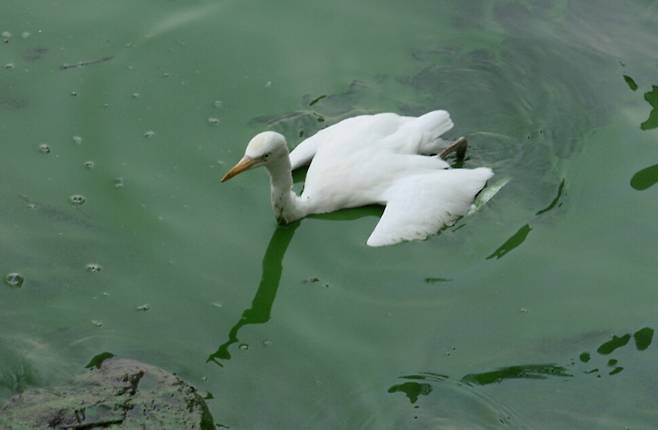 지난 2015년 신곡수중보 서울방향 인근에서 촬영한 녹조에 갇혀 몸부림치는 황로.