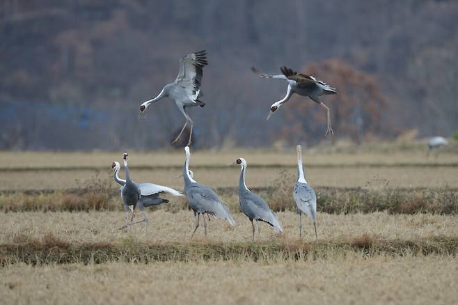 멸종위기 야생생물 2급 재두루미. 농경지가 사라지며 자취를 감추고 있다.