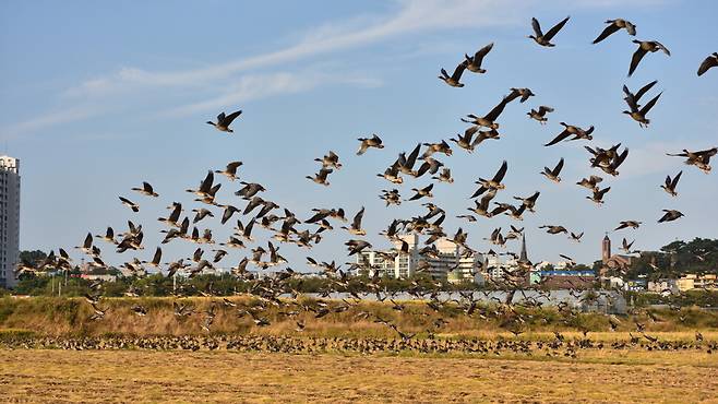 멸종위기 야생생물 2급 큰기러기. 농경지 감소로 겨울나기가 힘들다.