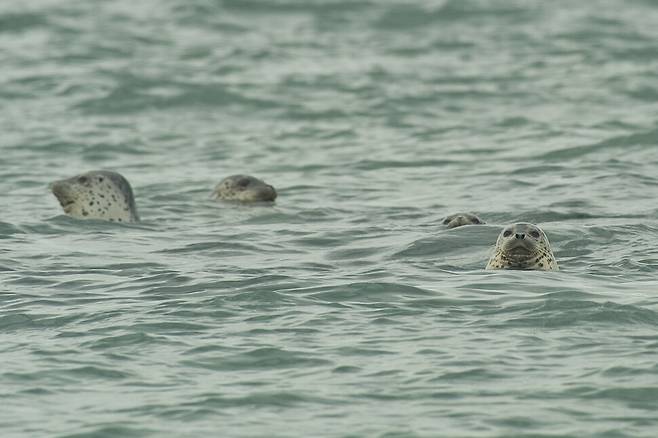 잔점박이물범 무리.
