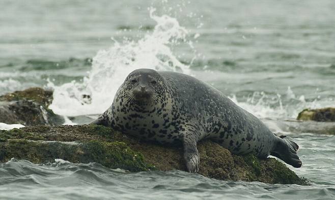 한강에 살던 잔점박이물범이 돌아오기를 바라며. 사진은 지난 2008년 백령도에서 촬영한 멸종위기 야생생물 2급 잔점박이물범.
