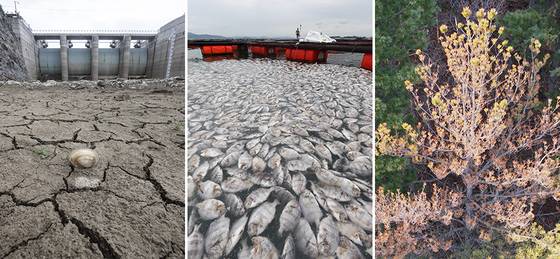 급성가뭄 늘어나고, 수온 4~5도 오르고, 소나무 에이즈 북상.