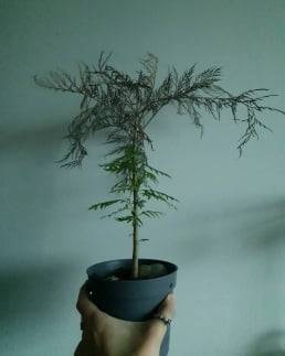 말라버린 그레빌리아에 새순이 돋은 모습./이영미 에디터