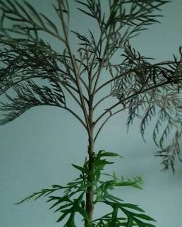 말라버린 그레빌리아에 새순이 돋은 모습./이영미 에디터