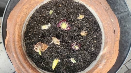 구근을 심은 모습./이영미 에디터