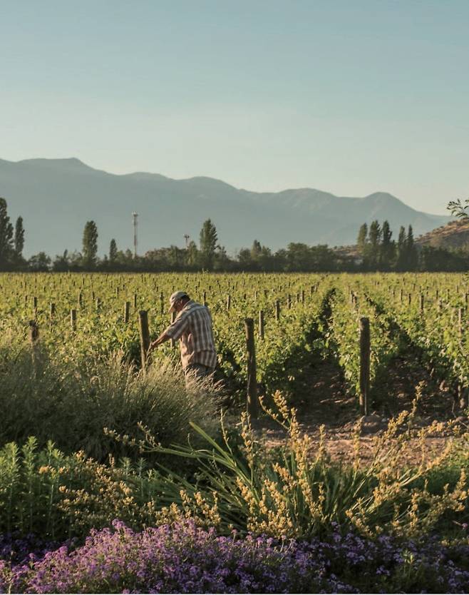 돈 멜초 푸엔테 알토 포도밭.