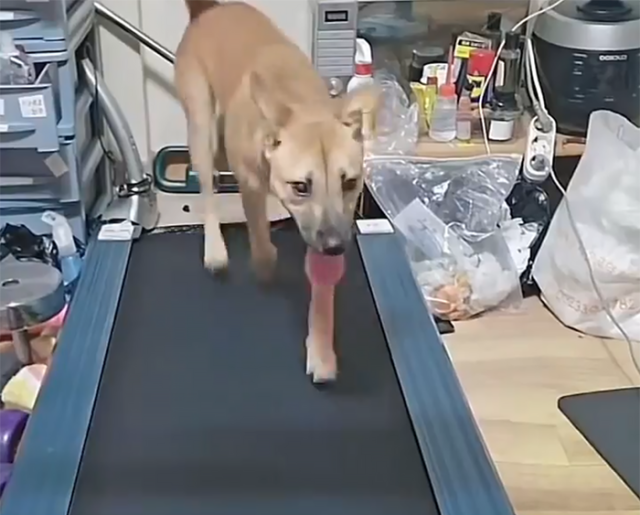 반려견이 러닝머신에서 뛰고 있는 모습. 동물보호단체 케어(Care) SNS 갈무리