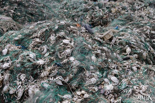 연평도 폐그물 적환장에 버려진 꽃게잡이용 그물에 상품성이 떨어지거나 어린 꽃게들이 함께 엉켜 있다. 머리카락보다 가는 닻자망용 1회용 그물은 성어와 치어를 구분하지 않고 마구잡이로 잡아들인다. ⓒ시사IN 조남진