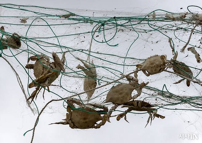 연평도 구리동 폐그물 적환장에 걸린 닻자망용 1회용 그물에 꽃게들이 걸려 있다. ⓒ시사IN 조남진