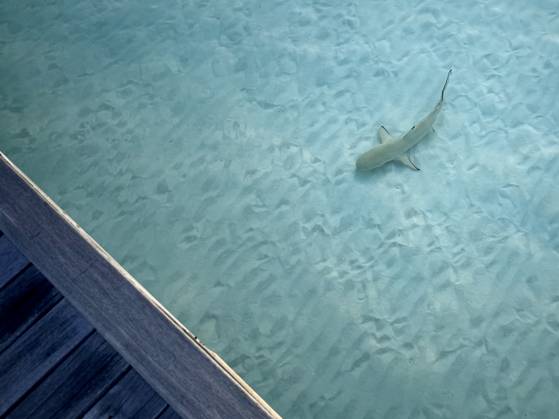 몰디브 콘스탄스 무푸시의 시니어 워터빌라 데크 사이로 베이비샤크가 유유히 헤엄치고 있다. 김홍준 기자