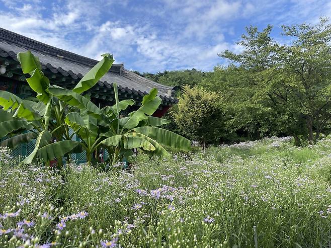 Bongcheonsa Gaemichwi Festival (Hong Yoo/The Korea Herald)