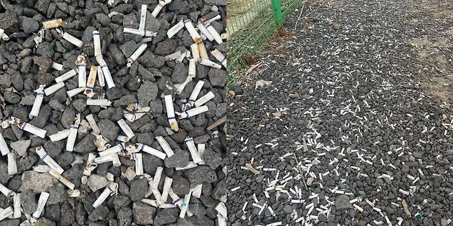 한 해수욕장 주차장에 버려진 담배꽁초들 [제주클린보이즈클럽]