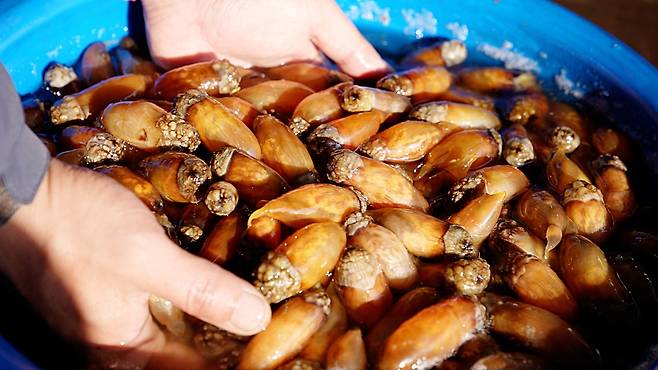 창원 진동만 미더덕 [미더덕영어조합법인 제공. 재판매 및 DB 금지]