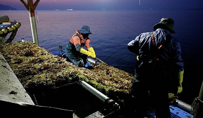 미더덕 조업 나선 어업인 [미더덕영어조합법인 제공. 재판매 및 DB 금지]
