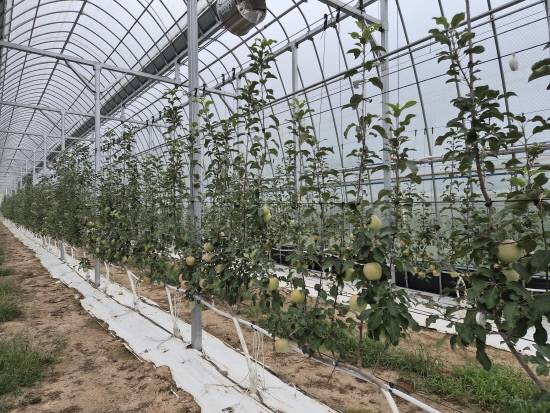 경남도농업기술원은 과수 산업의 노동 집약적 약점을 극복하기 위해 평면수형으로의 전환과 농작업의 로봇화을 꾀하고 있다.사진은 사과 시설하우스 내 있는 평면수형.사진=경남도농업기술원