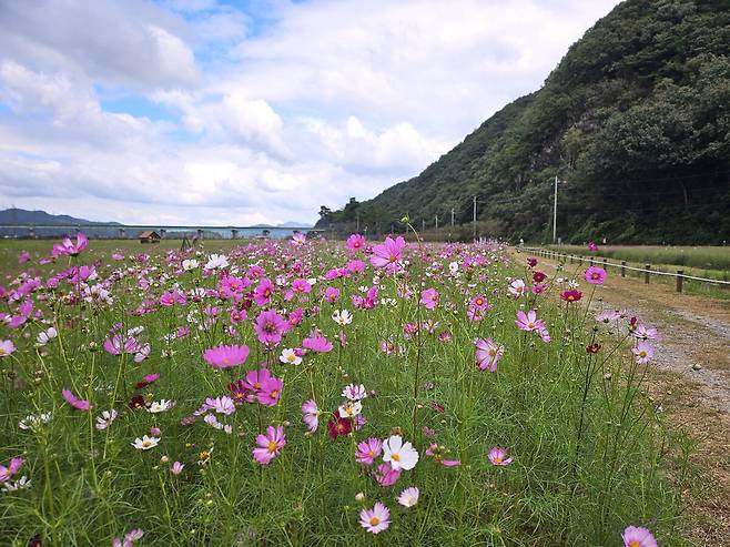 대가야어북실의 약 3만평의 초화단지에 10월 초가되면 드넓게 펼쳐진 코스모스와 붉게 물든 댑싸리가 저마다의 색으로 ‘꽃의 바다’를 이룬다.