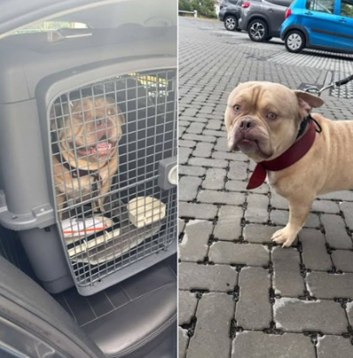 공항에서 탑승이 거부되자 견주에게 버림 받은 아메리칸 불리 파코. 사진=벨기에 동물보호소 SRPA 베웨이드 페이스