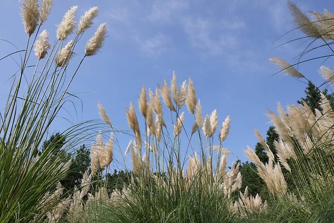 푸른 가을 하늘 아래 팜파스그라스의 모습. 천리포수목원 제공