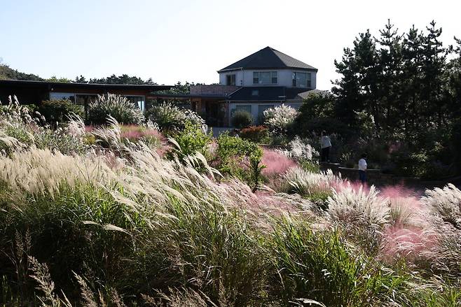 참억새, 카필라리스 쥐꼬리새 등 다양한 벼과 식물이 어우러진 천리포수목원 어린이정원의 가을 풍경. 천리포수목원 제공