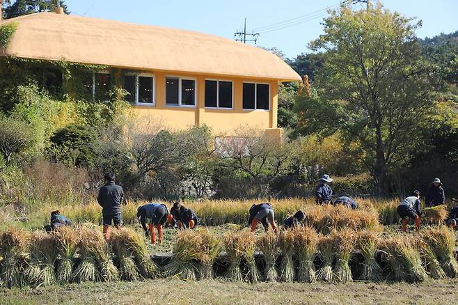 천리포수목원의 논에서 가을날 추수를 하는 모습. 천리포수목원 제공